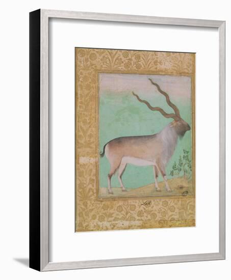 Ibex, Mughal-null-Framed Giclee Print