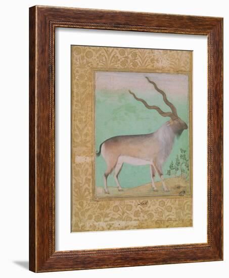 Ibex, Mughal-null-Framed Giclee Print