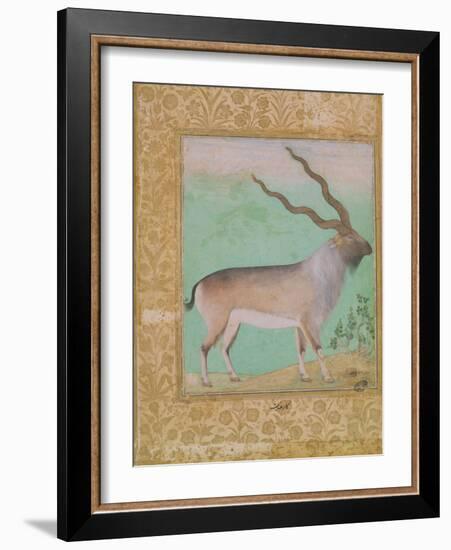 Ibex, Mughal-null-Framed Giclee Print