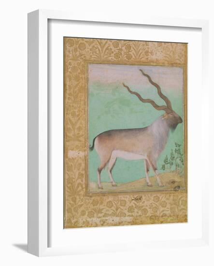 Ibex, Mughal-null-Framed Giclee Print