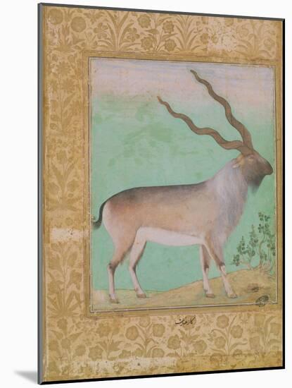 Ibex, Mughal-null-Mounted Giclee Print