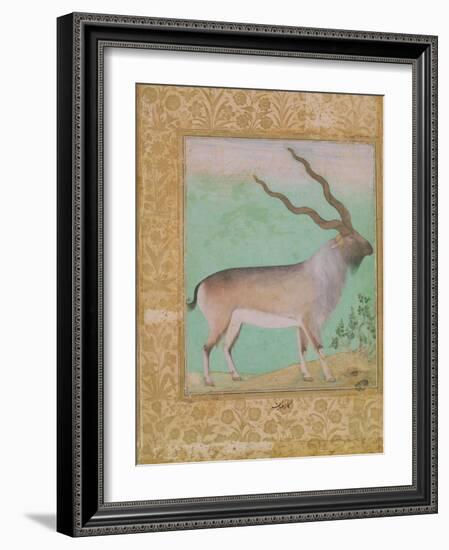 Ibex, Mughal-null-Framed Giclee Print