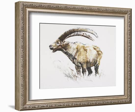 Ibex, Noasca-Mark Adlington-Framed Giclee Print