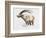 Ibex, Noasca-Mark Adlington-Framed Giclee Print