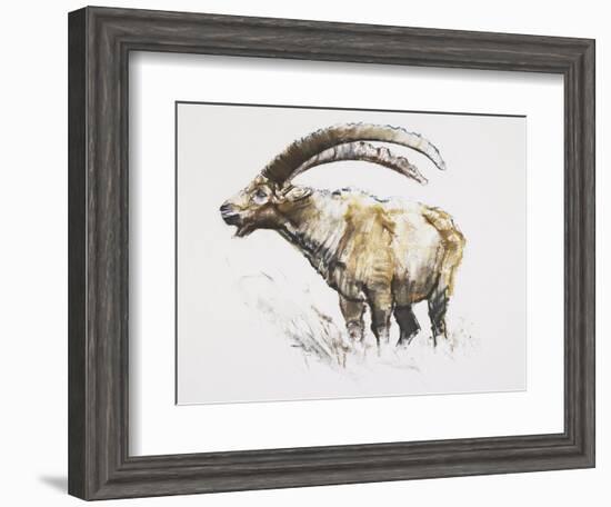 Ibex, Noasca-Mark Adlington-Framed Giclee Print