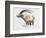 Ibex, Noasca-Mark Adlington-Framed Giclee Print