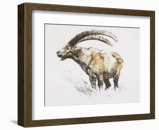Ibex, Noasca-Mark Adlington-Framed Giclee Print