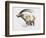 Ibex, Noasca-Mark Adlington-Framed Giclee Print