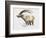 Ibex, Noasca-Mark Adlington-Framed Giclee Print