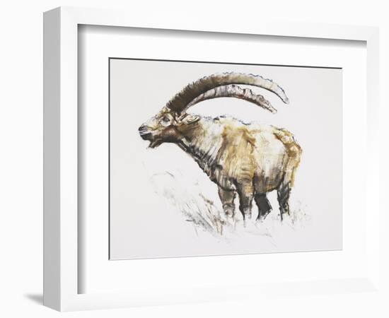 Ibex, Noasca-Mark Adlington-Framed Giclee Print