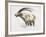 Ibex, Noasca-Mark Adlington-Framed Giclee Print