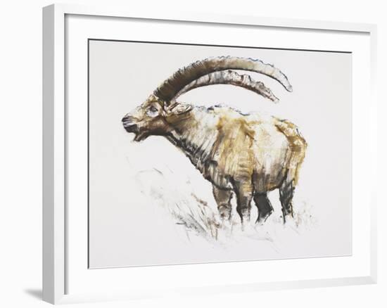 Ibex, Noasca-Mark Adlington-Framed Giclee Print