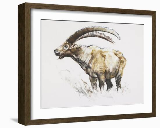 Ibex, Noasca-Mark Adlington-Framed Giclee Print