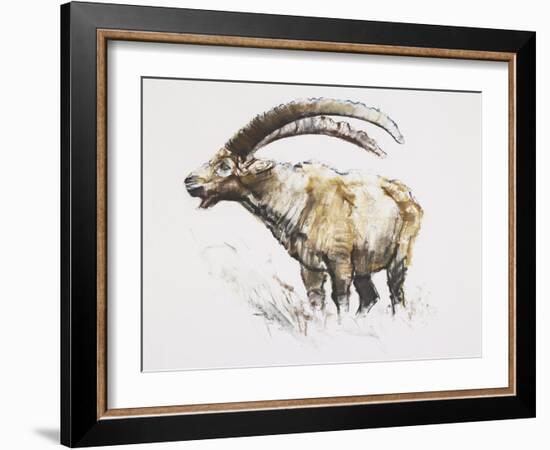 Ibex, Noasca-Mark Adlington-Framed Giclee Print