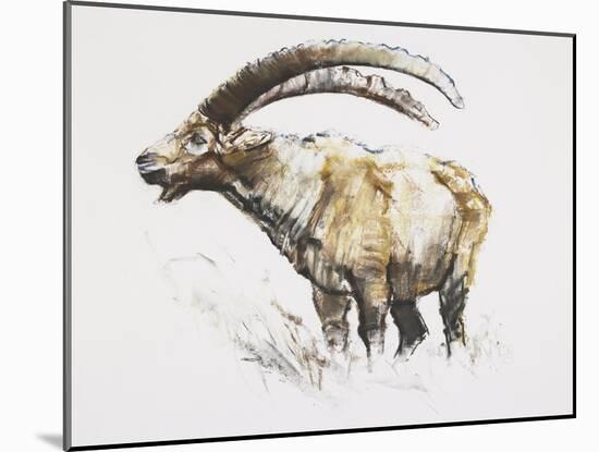 Ibex, Noasca-Mark Adlington-Mounted Giclee Print