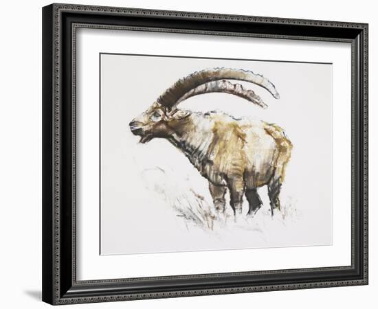 Ibex, Noasca-Mark Adlington-Framed Giclee Print