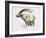 Ibex, Noasca-Mark Adlington-Framed Giclee Print