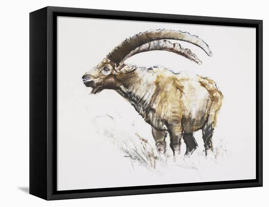 Ibex, Noasca-Mark Adlington-Framed Premier Image Canvas