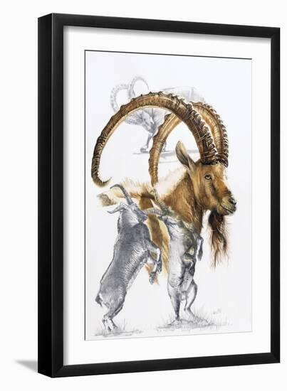Ibex-Barbara Keith-Framed Giclee Print