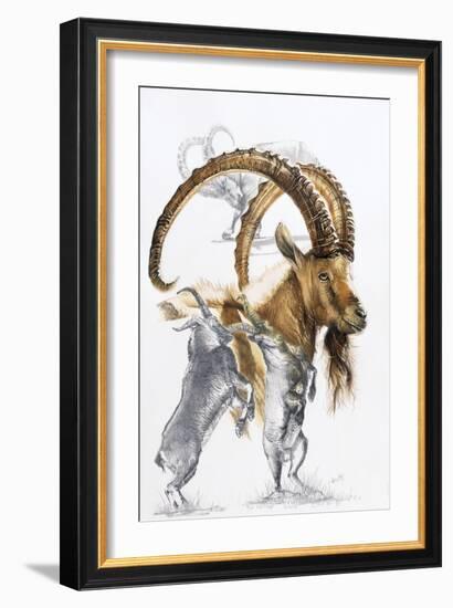 Ibex-Barbara Keith-Framed Giclee Print