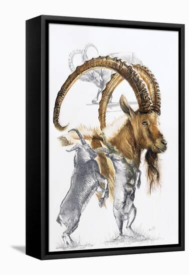 Ibex-Barbara Keith-Framed Premier Image Canvas