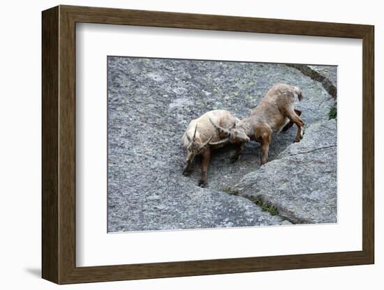 Ibexes, Capra Ibex-Reiner Bernhardt-Framed Photographic Print