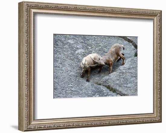 Ibexes, Capra Ibex-Reiner Bernhardt-Framed Photographic Print