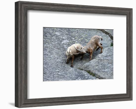 Ibexes, Capra Ibex-Reiner Bernhardt-Framed Photographic Print