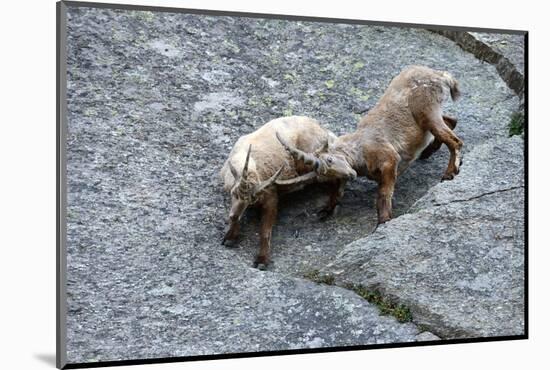 Ibexes, Capra Ibex-Reiner Bernhardt-Mounted Photographic Print