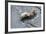 Ibexes, Capra Ibex-Reiner Bernhardt-Framed Photographic Print