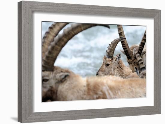 Ibexes, Detail-Reiner Bernhardt-Framed Photographic Print