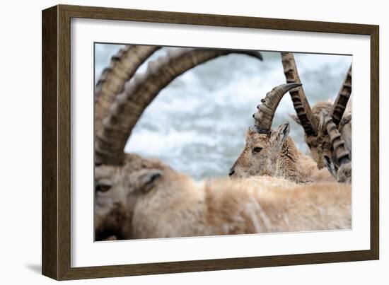 Ibexes, Detail-Reiner Bernhardt-Framed Photographic Print