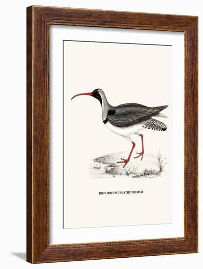 Ibidorhyncha Struthersii-A Century Of Birds From The Himalaya Mountains-John Gould & William Hart-John Gould-Framed Art Print