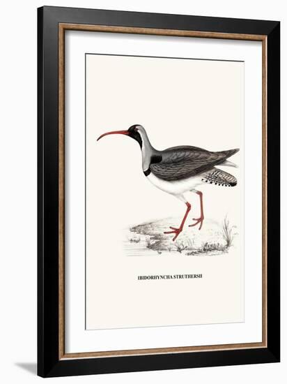 Ibidorhyncha Struthersii-A Century Of Birds From The Himalaya Mountains-John Gould & William Hart-John Gould-Framed Art Print