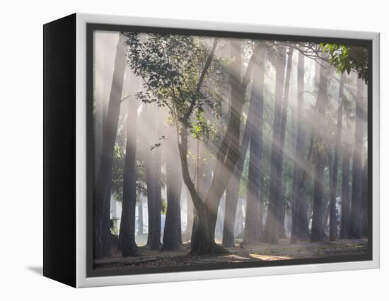 Ibirapuera park's trees in the mist, with light rays-Alex Saberi-Framed Premier Image Canvas
