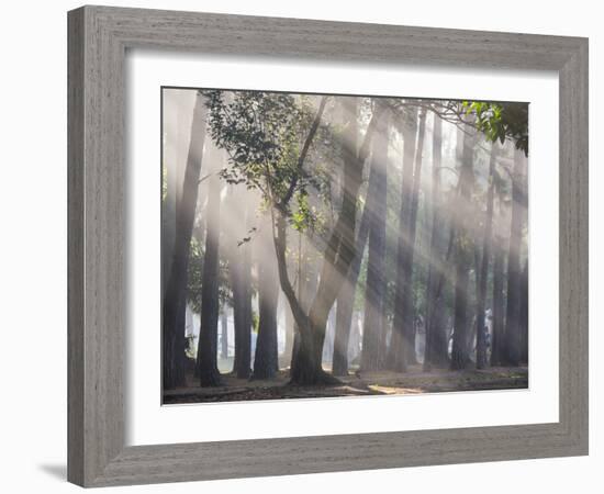 Ibirapuera park's trees in the mist, with light rays-Alex Saberi-Framed Photographic Print