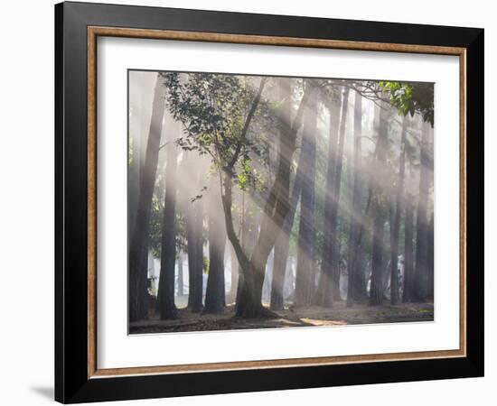 Ibirapuera park's trees in the mist, with light rays-Alex Saberi-Framed Photographic Print