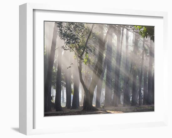 Ibirapuera park's trees in the mist, with light rays-Alex Saberi-Framed Photographic Print