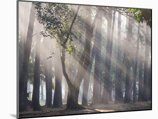 Ibirapuera park's trees in the mist, with light rays-Alex Saberi-Mounted Photographic Print