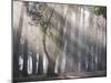 Ibirapuera park's trees in the mist, with light rays-Alex Saberi-Mounted Photographic Print