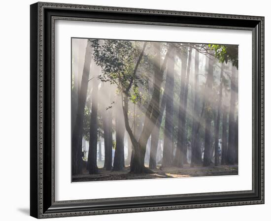 Ibirapuera park's trees in the mist, with light rays-Alex Saberi-Framed Photographic Print