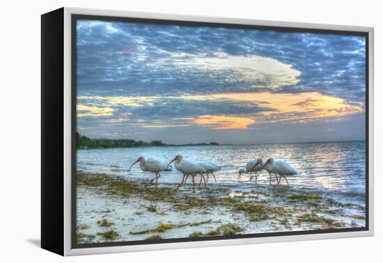 Ibis at Sunrise-Robert Goldwitz-Framed Premier Image Canvas