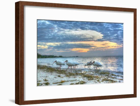 Ibis at Sunrise-Robert Goldwitz-Framed Photographic Print