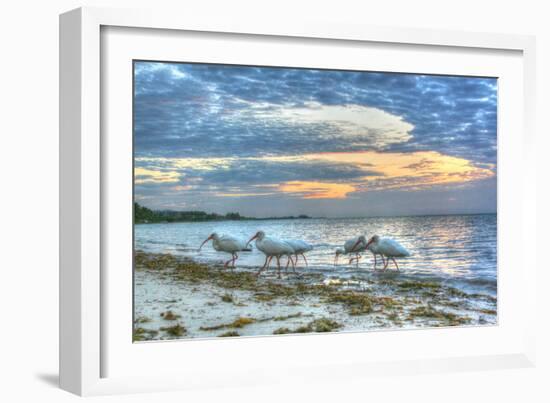 Ibis at Sunrise-Robert Goldwitz-Framed Photographic Print