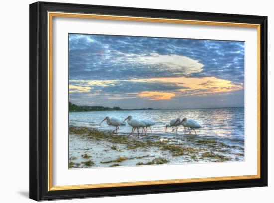 Ibis at Sunrise-Robert Goldwitz-Framed Photographic Print