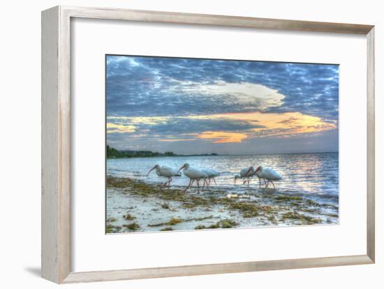 Ibis at Sunrise-Robert Goldwitz-Framed Photographic Print