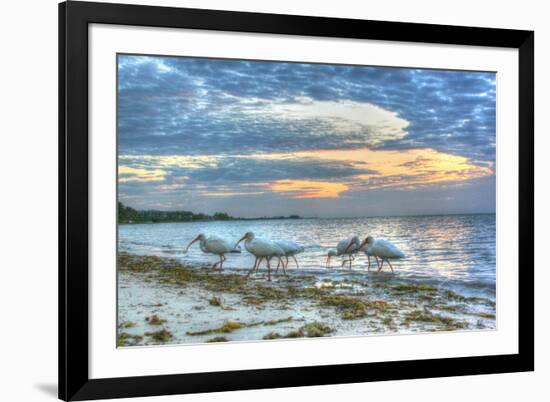 Ibis at Sunrise-Robert Goldwitz-Framed Photographic Print