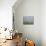Ibis Excursion-Bruce Dumas-Premium Giclee Print displayed on a wall