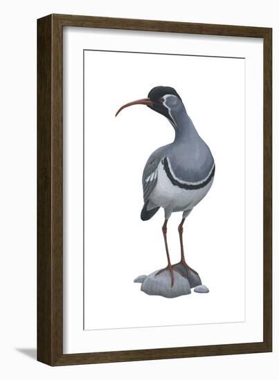 Ibisbill (Ibidorhyncha Struthersii), Birds-Encyclopaedia Britannica-Framed Art Print