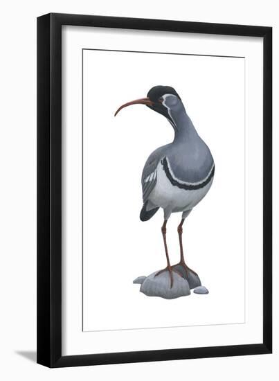 Ibisbill (Ibidorhyncha Struthersii), Birds-Encyclopaedia Britannica-Framed Art Print